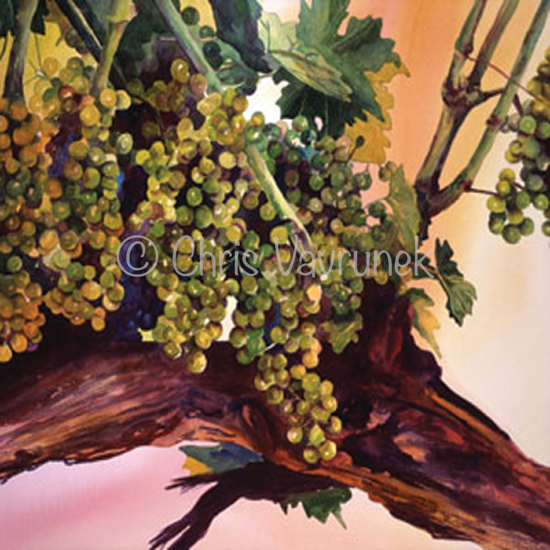 A8-16 - Historic Zinfandel 